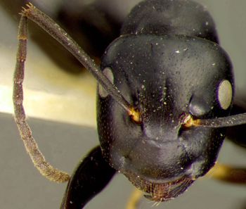 Media type: image; Entomology 8723   Aspect: head frontal view